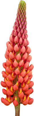 Futaba Rare Lupine - Peach -100 Pcs Seed(100 per packet)