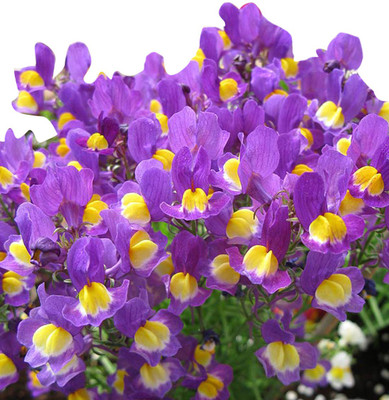 Futaba Graines Periwinkle - Lavender and Yellow - 100 Pcs Seed(100 per packet)