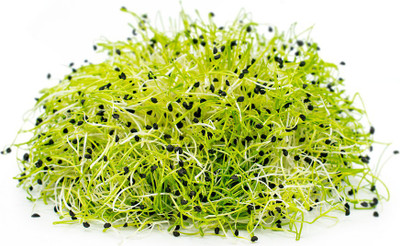 Airex Onion (Green Sprouts) Microgreen Seeds - Pack Of AVG 50 - 100 Seeds x 1 Packet Seed(50 per packet)