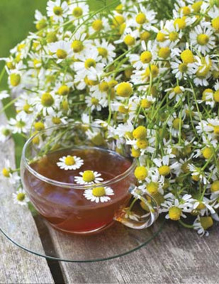 Airex Chamomile Microgreen Seeds - Pack Of AVG 50 - 100 Seeds x 3 Packet Seed(150 per packet)