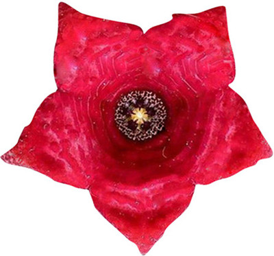 Futaba Stapelia pulchella Lithop - Red - 100 Pcs Seed(100 per packet)