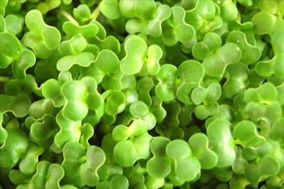 Airex Tat Soi (Green) Microgreen Seeds - Pack Of AVG 50 - 100 Seeds x 1 Packet Seed(50 per packet)