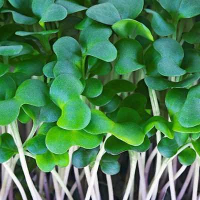 Airex Cabbage (Green Leaf) Microgreen Seeds - Pack Of AVG 30 - 50 Seeds x 6 Packet Seed(180 per packet)