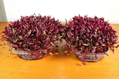 Airex Beet Root Microgreen Seeds - Pack Of AVG 30 - 50 Seeds x 3 Packet Seed(90 per packet)