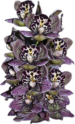 Redoak Unique Purple Spots Cymbidium Orchid Flower Seeds - 100 Pcs Seed(100 per packet)