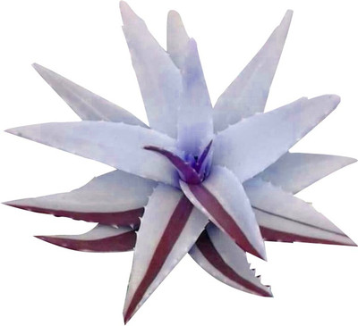 Redoak Rare Mini Succulent Cactus Seeds - White and Brown - 30 pcs Seed(30 per packet)