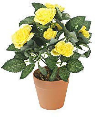 EZtect Rose Plant(Hybrid, Pack of 1)