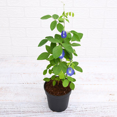 khushboo Aparajita/ Butterfly Pea Plant(Pack of 1)