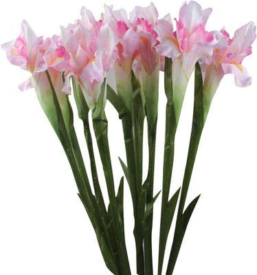 Futaba Butterfly Iris Tectorum Flower - Whitish Pink - 100 Pcs Seed(100 per packet)