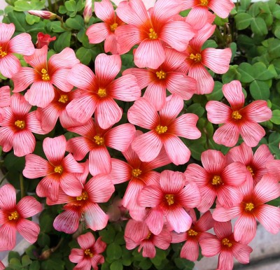 Futaba Oxalis Wood Sorrel Flower - Pink - 120 Pcs Seed(120 per packet)