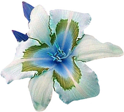 Futaba Holland Daylily Exotic Flower - White and Blue - 50 Pcs Seed(50 per packet)