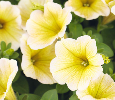 Redoak Star Petunia Flower Seeds - White and Yellow -100 Pcs Seed(100 per packet)
