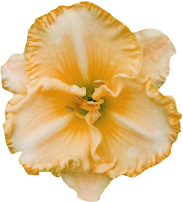Futaba Holland Daylily Exotic Flower - Yellow - 50 Pcs Seed(50 per packet)