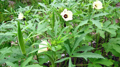 NAAZ NAAZ ADVANTA F1 HYBRID NAVYA BHINDI SEEDS Seed(2000 per packet)