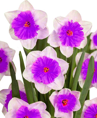 Futaba Double Petals Narcissus Flower - White And Lavender - 100 Pcs Seed(100 per packet)