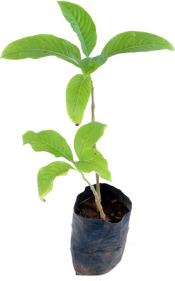 Chamunda Greens Justicia Adhatoda Medicinal Ayurvedic Plant (Green)(Pack of 1)