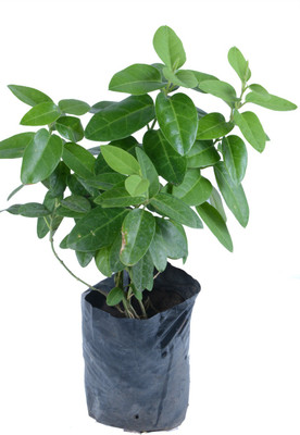 Chamunda Greens Heart Leaf Oxycardium Plant(Pack of 1)