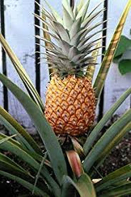 Nema Mini Pineapple Fruit Seeds Seed(100 per packet)