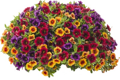 Futaba Mix Calibrachoa Petunia Shuttlecock Flower - 100 Pcs Seed(100 per packet)