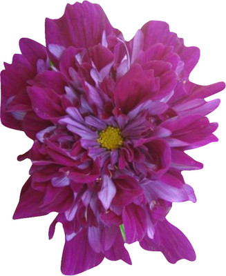 Nema Double Cosmos Sementes Flower Seeds- Plum -100Pcs Seed(100 per packet)