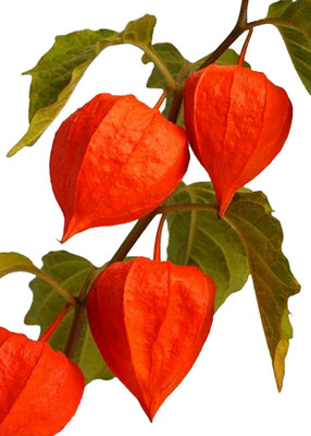 Futaba Groundcherry Fruit - 50 Pcs Seed(50 per packet)