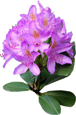 Futaba Rhododendron Azalea Flower Purple - 50 Pcs Seed(50 per packet)