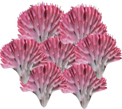 Futaba Rare Cactus Flower Seed - Pink - 100 Pcs Seed(100 per packet)