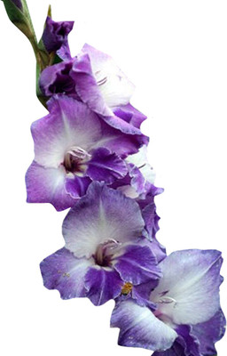 Futaba Gladiolus Flower Purple - 100 Pcs Seed(100 per packet)