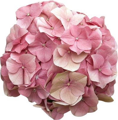 Nema Hydrangea Seeds - Light Pink - 100 Pcs Seed(100 per packet)