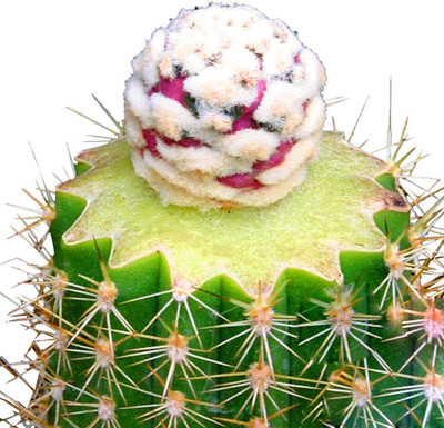 Futaba Rare Ball Succulent Cactus - 10 Pcs Seed(10 per packet)