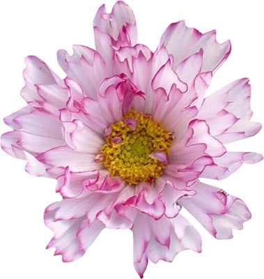 Futaba Double Cosmos Sementes Flower Seeds-light Pink-100Pcs Seed(100 per packet)