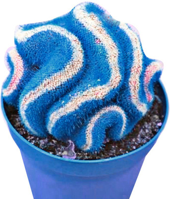 Redoak Japanese Fairy Succulents Cactus Seeds - Blue - 10Pcs Seed(10 per packet)