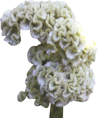 Futaba Celosia Cristata Perennial Flower - 100 Pcs - White Seed(100 per packet)