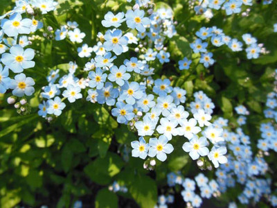 Futaba Oxalis Wood Sorrel Flower - Blue - 120 Pcs Seed(120 per packet)