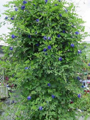 ATEKT Aparajita, Butterfly Pea Seed ( 5 PC) Seed(5 per packet)