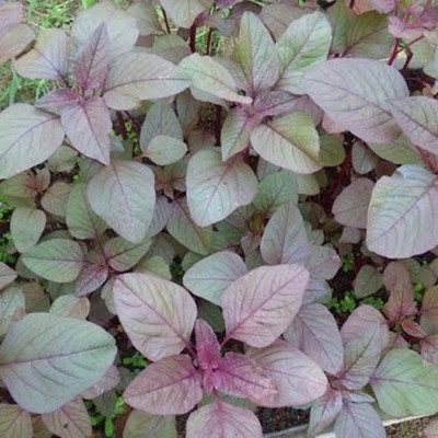 seedito Red Amaranthus Seed Seed,indian red spinach seeds Seed(320 per packet)