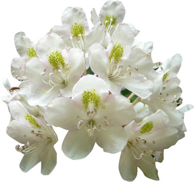Futaba Rhododendron Azalea Flower White - 50 Pcs Seed(50 per packet)