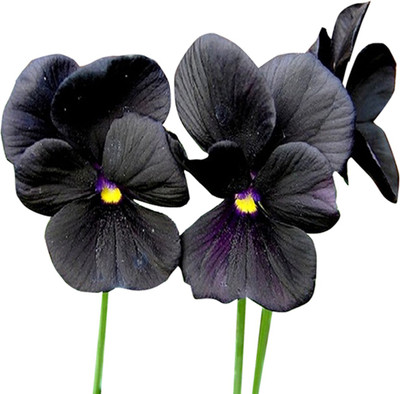 Futaba Pansy Charm Flower - Black - 100 Pcs Seed(100 per packet)
