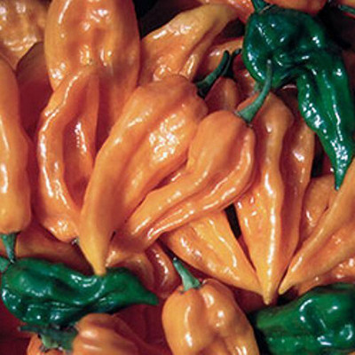 Futaba Hungarian Fatalii Chili Pepper Orange -10 Pcs Seed(10 per packet)
