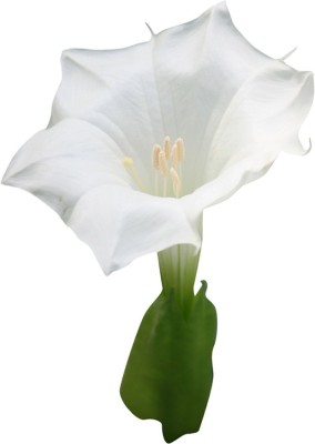 Nema Pure White Morning Glory Seeds - 10 Pcs Seed(10 per packet)