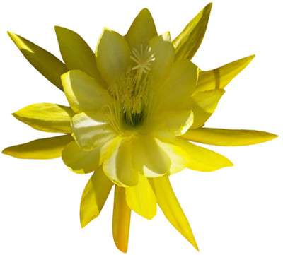 Futaba Cactus Flower Seeds-Yellow-100PCs Seed(100 per packet)