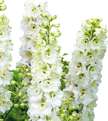 Futaba Delphinium Cultorum White - 100 Pcs Seed(100 per packet)