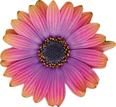 Futaba Osteospermum Flower Orange and Blue - 100 Pcs Seed(100 per packet)