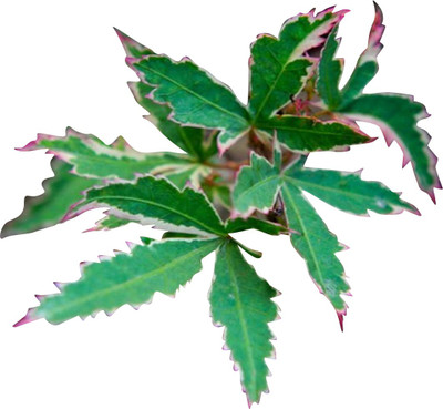 Futaba Butterfly maple 20 Pcs Seed(20 per packet)