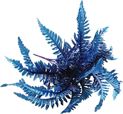 Nema Creeper Boston fern Seeds-Blue-50Pcs Seed(50 per packet)