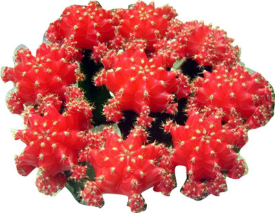 Futaba Mini Succulents Cactus Peony Seeds-100Pcs-Red Seed(100 per packet)