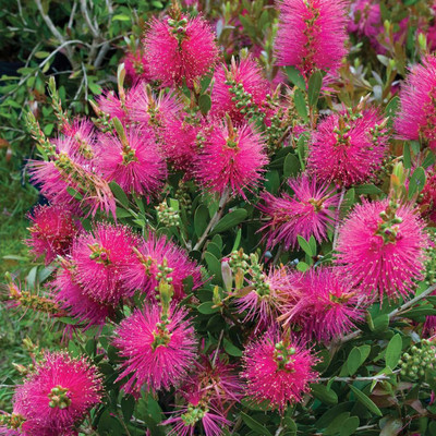 Futaba Callistemon Viminalis Flower Seeds-Pink-20Pcs Seed(100 per packet)