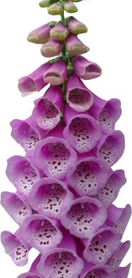 Redoak Foxglove Flower Seeds - Purple - 30 Pcs Seed(30 per packet)