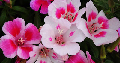 XOLDA Clarkia Seed(18 per packet)