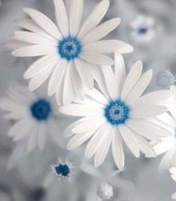 Futaba Osteospermum Flower White and Sky Blue - 100 Pcs Seed(100 per packet)